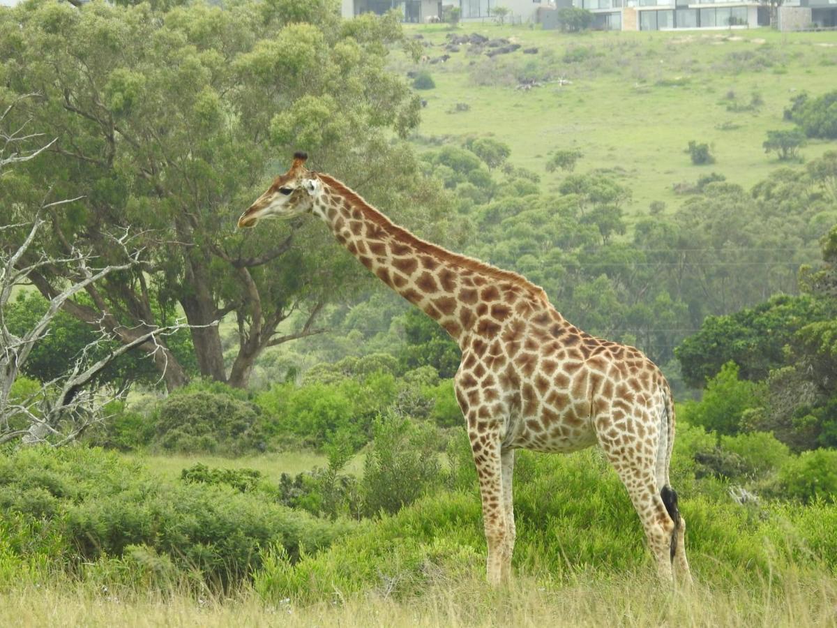 Milkwood Country House Port Elizabeth Ngoại thất bức ảnh